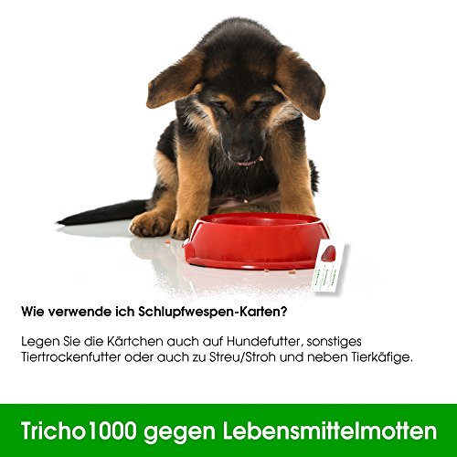 Schlupfwespen gegen Lebensmittelmotten 10 Stück 1000-er Kärtchen 3 Lieferungen - 7