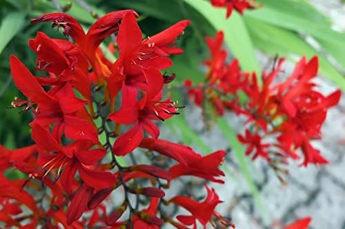 Crocosmia ' Lucifer ' Perennial : RHS AGM Corms / Bulbs (Large Size 10/12) - Packs of 10, 25 &amp; 50 - FREE P &amp; P (25)