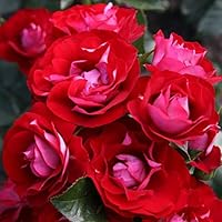 Kordes Rosen Rose der Einheit Beetrose, samtrot/silbrig weiß, 12 x 12 x 40 cm