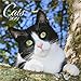 Cats (BK) 224819 2019: Broschürenkalender mit Ferienterminen. Katzen und Kätzchen. 30 x 30 cm by