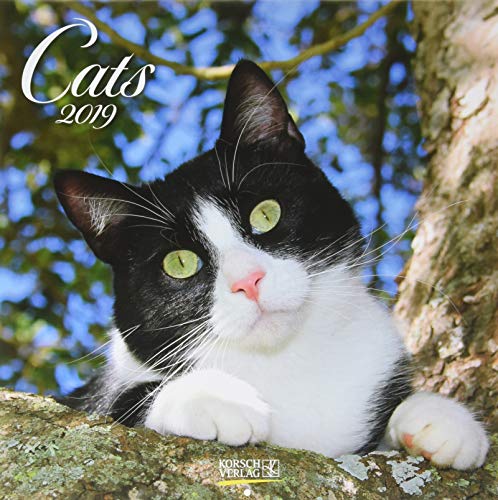 Cats (BK) 224819 2019: Broschürenkalender mit Ferienterminen. Katzen und Kätzchen. 30 x 30 cm