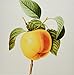 Produktbild 3drose CT _ 106851 _ 4 Redoute Vintage Watercolor Fruit weißer Winter Apple Malus sp-ceramic Fliesen, 12 Zoll
