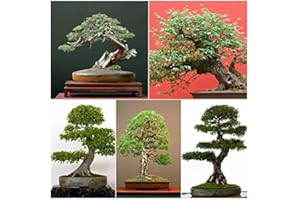 RP Seeds Bonsai Tree Seed Collection No 1. 5 Individual Packets with Growing Guides. Save 20% on Normal Prices.