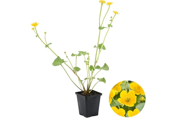 Bloomique - Caltha Palustris - Populage des marais - Plantes de bassin - Rustique - Hauteur 15-25 cm - Pot 9 cm