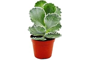 Exotenherz - Cotyledon undulata - Silverkrona - Snäckkultiveringskruka - Kruka 8,5 cm