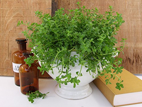 Brahmi (Bacopa monnieri), Marktfrische Pflanze, Gedächtnis Stütze - 3