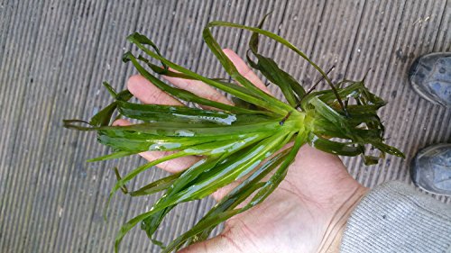 Krebsschere für den Gartenteich, frosthart, Teich