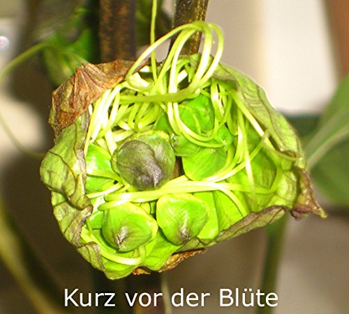 Seedeo Fledermausblume (Tacca chantrieri) 15 Samen - 2