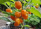 10 semillas Chile Habanero semillas naranja de México a 500 000 Scoville