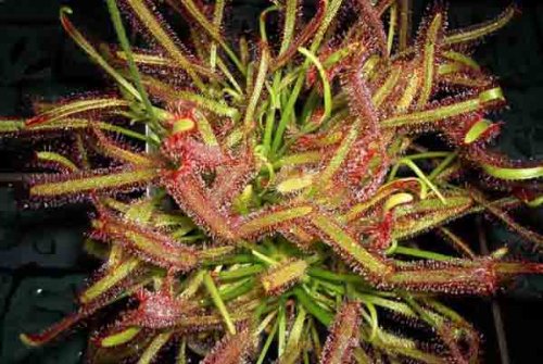 Fleischfressende Pflanze – Drosera capensis – der rote Kap Sonnentau – 8 bis 12cm! - 3