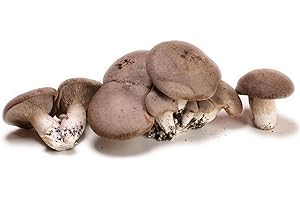 LA ZAPPA Balletta per la Produzione Professionale di Funghi Cardoncelli Pleurotus Eryngii Ideale per la Coltivazione del Fungo Cardoncello Pugliese Substrato e Ceppo (4)