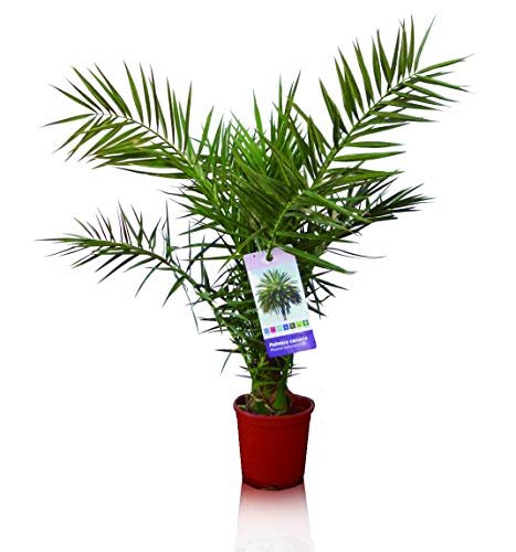 TUS PLANTAS A CASA | 3 x PHOENIX CANARIENSIS | PALMERA CANARIA | PLANTA NATURAL | MACETA C17