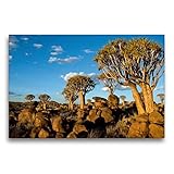  Calvendo Premium Textil-Leinwand 75 cm x 50 cm quer, Keetmanshoop: Köcherbaumwald  Wandbild, Bild auf Keilrahmen, Fertigbild auf echter Leinwand, Leinwanddruck: Namibia Orte Orte