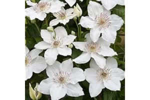CLEMATISONLINE 3 x Clematis Destiny (Waldrebe) | 3 x Kletterpflanzen - Weiß, Mehrjährig & Winterhart | 3 x1,5 Liter Topf