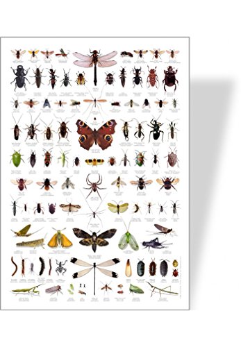 Preisvergleich Produktbild Achat Nature Poster "Insekten"