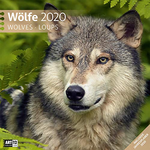 Télécharger Wölfe 2020, Wandkalender / Broschürenkalender im Hochformat (aufgeklappt 30x60 cm) - Geschenk-Kale Francais PDF