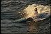Produktbild 155036 Kayaker surfing Ottawa River Ontario A4 Photo Poster Print 10x8