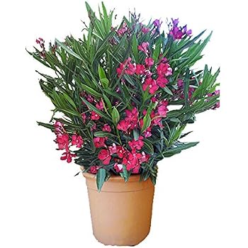 OLEANDRO A CESPUGLIO Nerium Oleander pianta in vaso ø19 cm COLORI CASUALI EUR 8,40 - PicClick FR