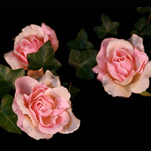 Runde Glas-Schale Hollow Höhe 10cm ø 25cm. Flache Glasschale mit Dekoration Rose rosè Deko-Schale von Glaskönig - 4