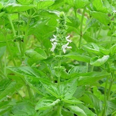 Ocimum basilicum - Basilikum süß, großblättrig - 100+ Samen