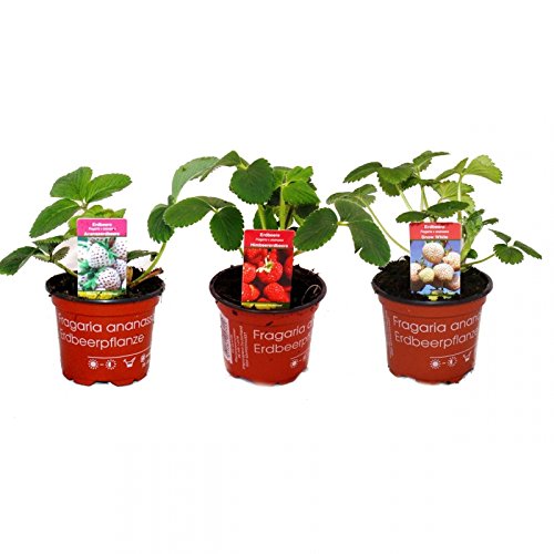 Ausgefallene Erdbeer-Sorten – 3 Pflanzen – Weisse Erdbeere“Snow White“ – Ananas-Erdbeere – Himbeer-Erdbeere - 2