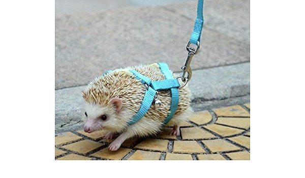 hedgehog leash
