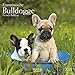 Französische Bulldogge 2018: Broschürenkalender mit Ferienterminen. Hunde-Kalender. 30 x 30 cm by