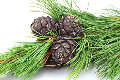 1kg PREMIUM Zirbenspäne „Einstreu“ | perfekt für Nager & Kleintiere - 7