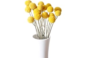 XIZHI 30 Stiele, 2,5–4 cm im Durchmesser, natürliche Craspedia-getrocknete Blumen, gelbe Billy-Knöpfe, Kugeln, Blumenstrauß, Bündel, natürliche getrocknete Blumen für DIY-Blumenarrangements,