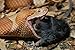 Produktbild 718030 Broad banded Copperhead With Prey A4 Photo Poster Print 10x8