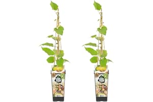 Bloomique - Set de 2 - Actinidia deliciosa ‘Jenny’ - Planta de kiwi - Planta frutal - Planta de jardín - Resistente al frío - 50-70 cm - Maceta 15 cm