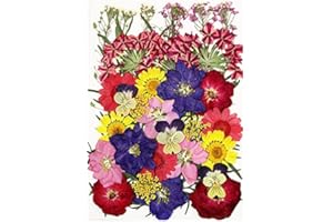 HAR LONDON FASHION Natural Real Dried Pressed Flowers Set with Tweezers, Colorful Resin Flowers for Jewelry Making, DIY Candle, Bookmark, Face Makeup, Resin Mold, Scrapbook etc (Set 6#80)