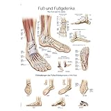 Lehrtafel „Fuß und Fußgelenke“, 50x70cm,...