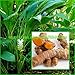 Produktbild FERRY Bio-Saatgut Nicht nur Pflanzen: (Seeds): Kurkuma, Curcuma Longa, Rhizome Seed für Culttion, Growing, by
