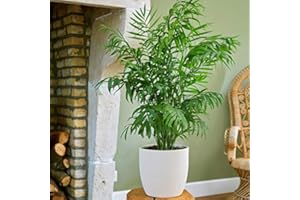 Plant Theory 55cm Parlour Palm Chamaedorea Elegans 17cm Pot