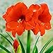 Produktbild Fash Lady 1 Teile / Beutel Wahre Amaryllis Sämling Bonsai Blume Pflanzen, Hippeastrum Plantas für Zuhause & Garden Barbados Lily Blumentopf S: 4