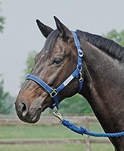 Preisvergleich Produktbild Busse Halfter HANSA-SOFT-SIGN, Warmblut, royalblau
