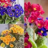 Winterharte töpfe Winterharte töpfe