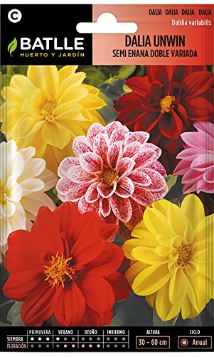 Semillas de Flores - Dalia Unwin semi enana doble variada - Batlle
