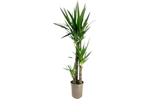 Plant in a Box - Pied d'éléphant - Yucca 'elephantipes' - Hauteur - 130-140cm - Pot 24cm - Plante d'interieur - Vert
