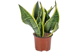 DECOALIVE Sansevieria Trifasciata Laurentii Planta Serpiente o Planta Espada, 8436601570017