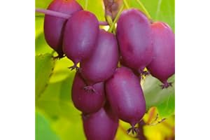 BAUMSCHULE WEDROWSKI W Actinidia Purpuryna Sadowa 1L Pflanze für Anfänger und professionelle Gärtner - Ideal für Kleingarten, Garten - Schöne Pflanze mit ungewöhnlichen Blüten - Genießen Sie jeden Tag ihre Farben