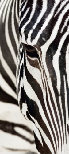 AG Design FTV 0211 Zebra, Papier Fototapete - 90x202 cm - 1 Teil, Papier, multicolor, 0,1 x 90 x 202 cm
