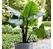 Produktbild Pinkdose 3 Large Elephant Ear Black Stem -Colocasia esculenta- Add a tropical look