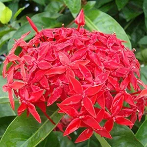 Patpert Agrotech Ixora Long, Singapuri Ixora Red flower Plant(1 Healthy Live Plant On Poly bag)