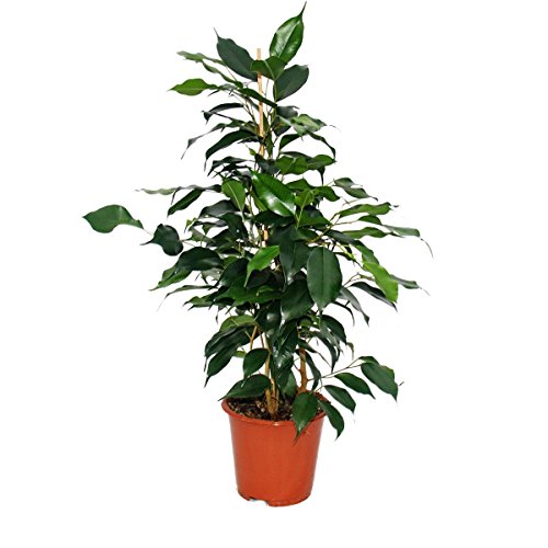 Ficus benjamini – 3er Set – 3 verschiedene Ficus Sorten: Danielle – Anastasia – Twighlight – Birkenfeige - 3