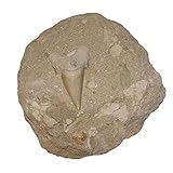 Größe des Steines: ca. 100 mm