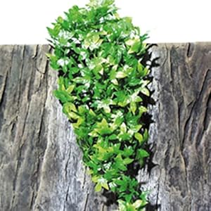 JBL TerraPlanta Congo Efeu M22