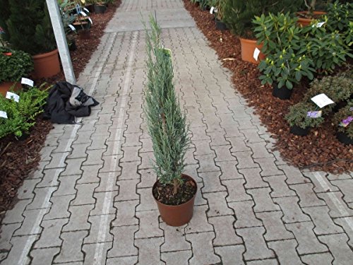 Baumschule Anding Blauer Raketenwacholder – Juniperus scopulorum – Blue Arrow - 2