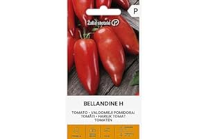 ŽALIA STOTELĖ Zalia stotele | SEMILLAS DE TOMATE BELANDINO H | Semillas de hortalizas | Semillas de plantas | Semillas Tomate | Semillas de jardín | 1 paquete